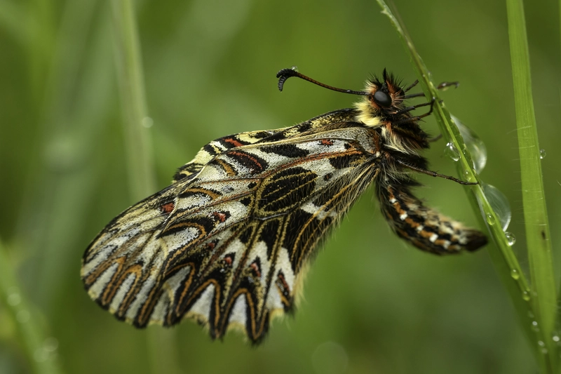 Zerynthia polyxena - farkasalmalepke