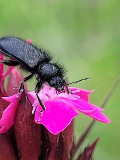 Enicopus pilosus - bundás karimásbogár