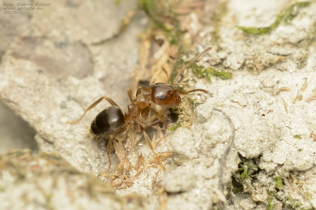 Lasius brunneus - rozsdáshátú feketehangya