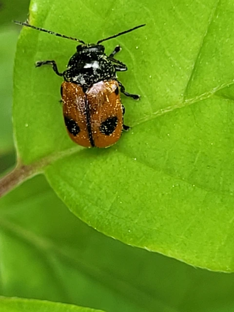 Cryptocephalus bipunctatus - kétpettyes zömökbogár