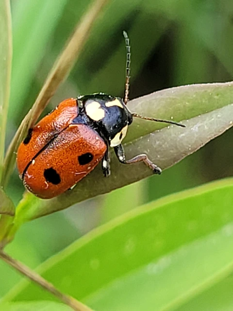 Cryptocephalus cordiger - szíves zömökbogár