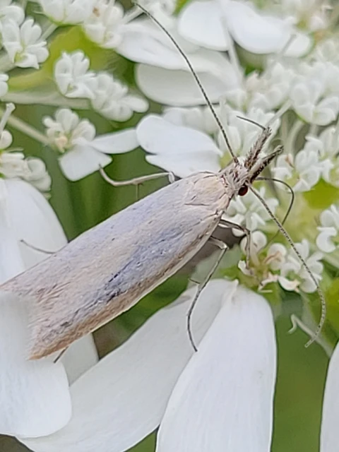 Pleurota
