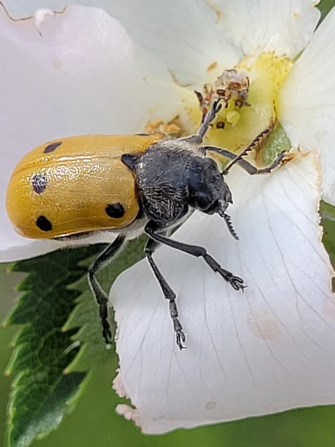 Lachnaia sexpunctata - szőrösnyakú zsákhordóbogár