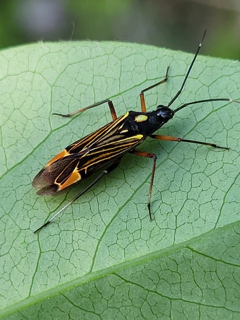 Miris striatus - sávos mezeipoloska
