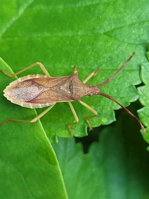 Gonocerus acuteangulatus - aranypetés karimáspoloska
