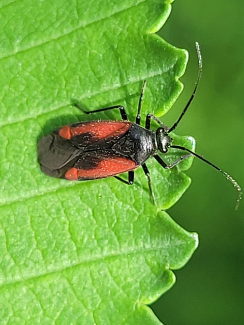 Dionconotus confluens