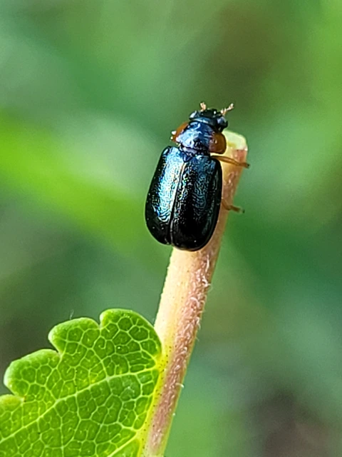 Smaragdina