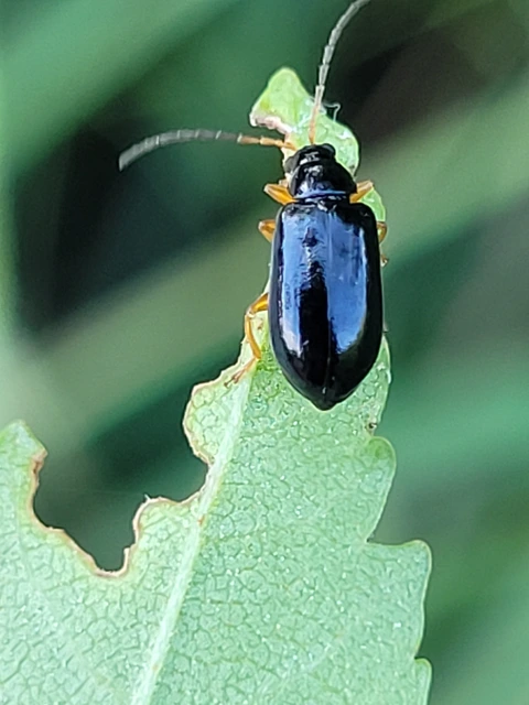 Luperus