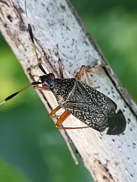 Closterotomus biclavatus - aranyszőrű mezeipoloska