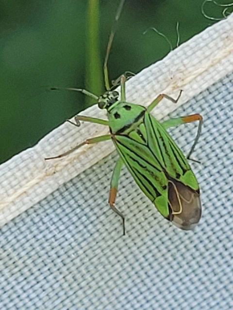 Mermitelocerus schmidtii