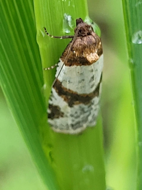 Periclepsis cinctana - galériás sodrómoly