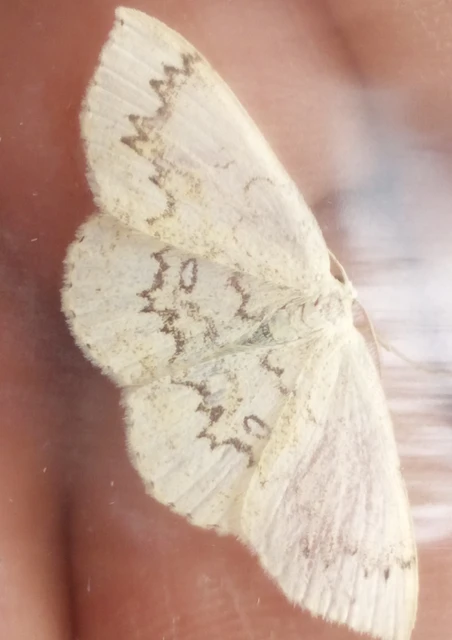 Cyclophora annularia - gyűrűs pettyesaraszoló