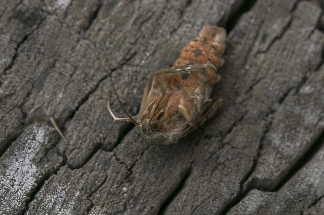 Phlogophora meticulosa - vándorló csipkésbagoly