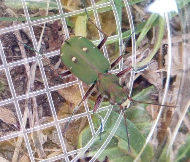 Cicindela campestris - mezei homokfutrinka