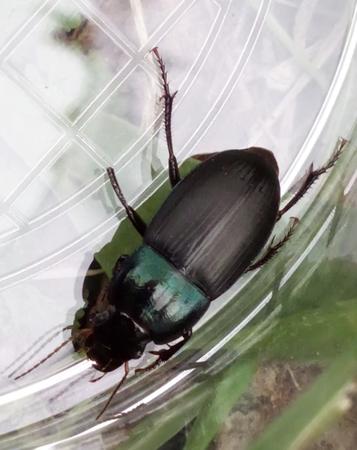 Harpalus caspius - keleti lomhafutó