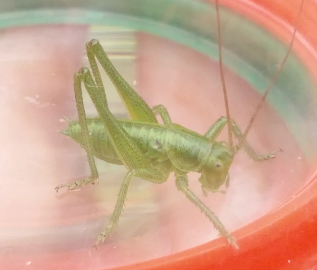 Tettigonia