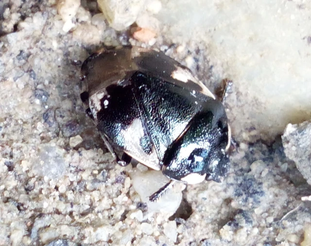 Tritomegas bicolor - foltos földipoloska