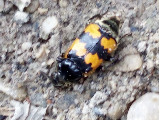 Nicrophorus