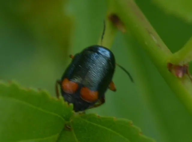 Cryptocephalus schaefferi - lapátlábú zömökbogár Cryptocephalus schaefferi - lapátlábú zömökbogár