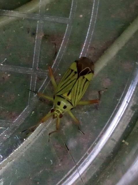 Mermitelocerus schmidtii