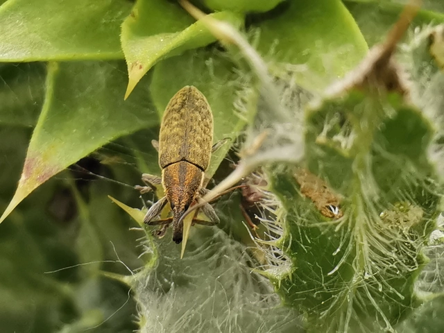 Lixus cardui/filiformis