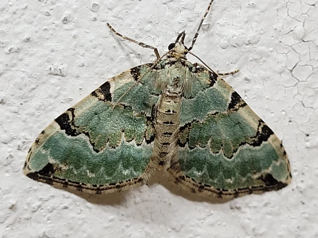 Colostygia pectinataria - zöld levélaraszoló