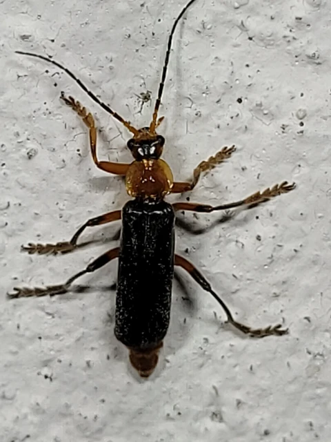 Cantharis livida - mezei lágybogár