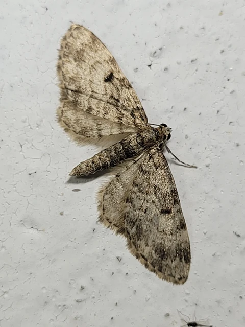 Eupithecia tantillaria - feketegyűrűs törpearaszoló