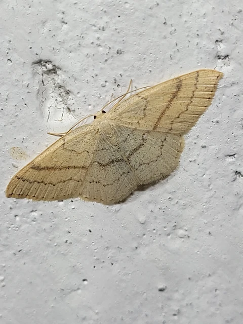 Cyclophora linearia - vonalas pettyesaraszoló