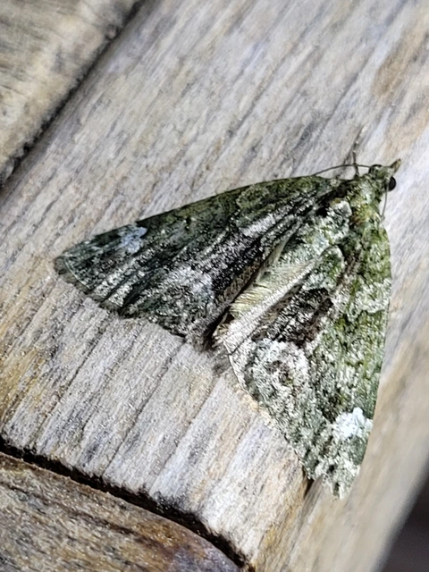 Chloroclysta siterata - salátazöld araszoló