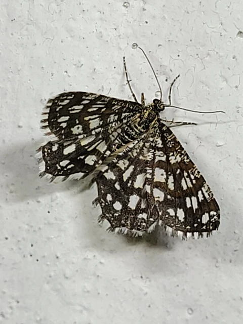 Chiasmia clathrata - rácsos rétiaraszoló