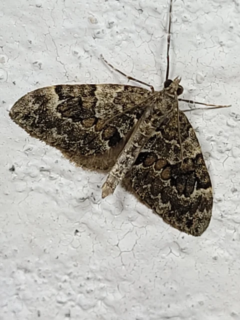 Thera variata/britannica