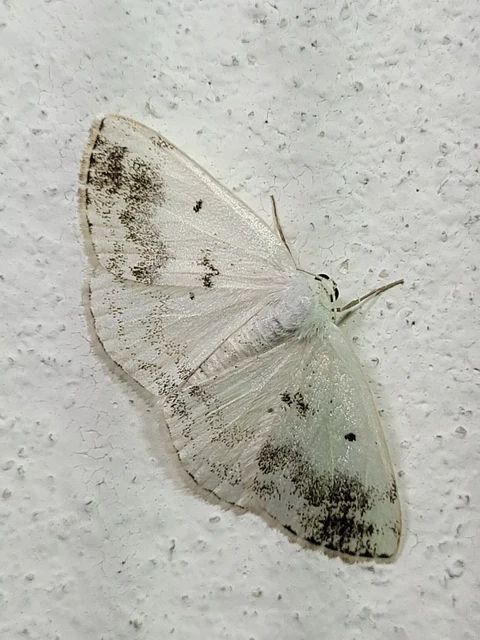 Lomographa temerata - foltos fehéraraszoló