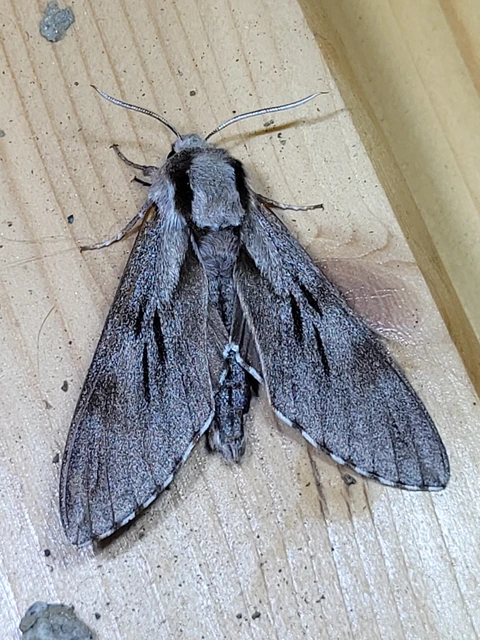 Hyloicus pinastri - fenyőszender