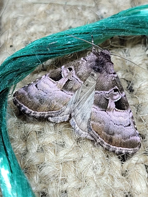 Eucarta amethystina - ametisztbagoly