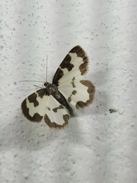 Lomaspilis marginata - szegélyes nyárfaaraszoló Lomaspilis marginata - szegélyes nyárfaaraszoló