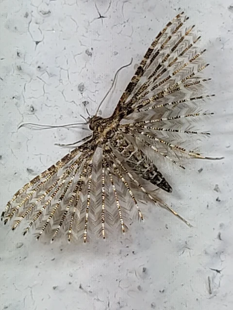 Alucita
