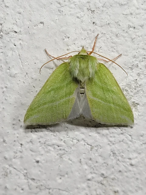 Pseudoips prasinana - bükkfa-zöldbagoly