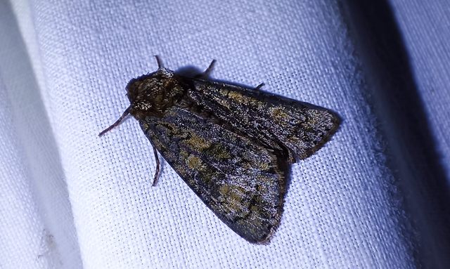 Craniophora ligustri - fagyalbagoly