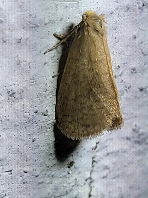 Bijugis bombycella - alkonyati zsákhordólepke