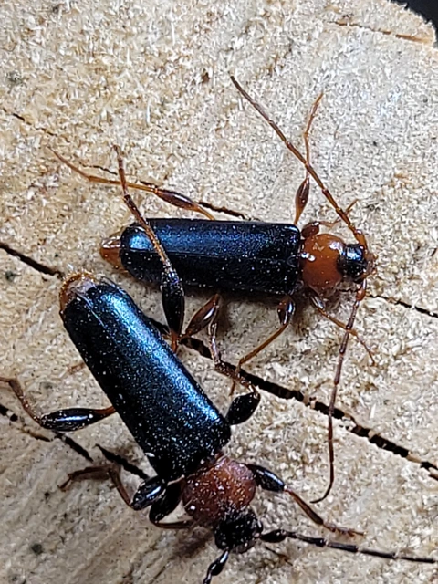 Phymatodes testaceus - változékony korongcincér