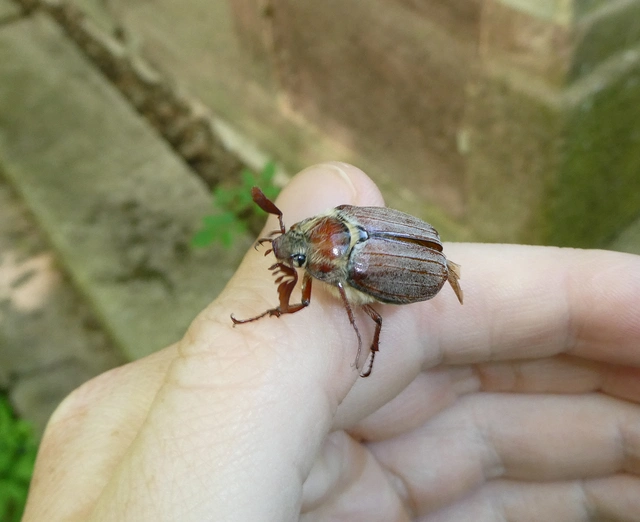 Melolontha hippocastani - erdei cserebogár