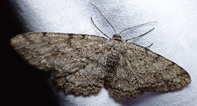 Hypomecis punctinalis - pettyes faaraszoló
