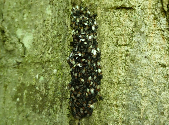 Oxycarenus lavaterae - hársbodobács