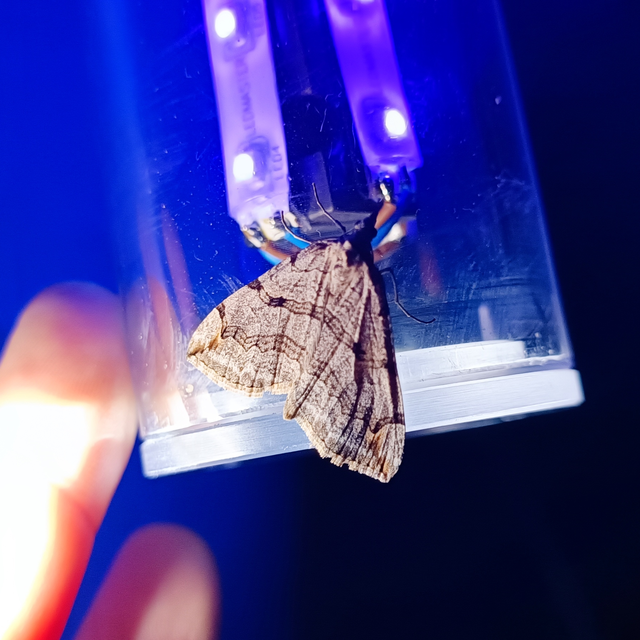 Aplocera efformata/plagiata