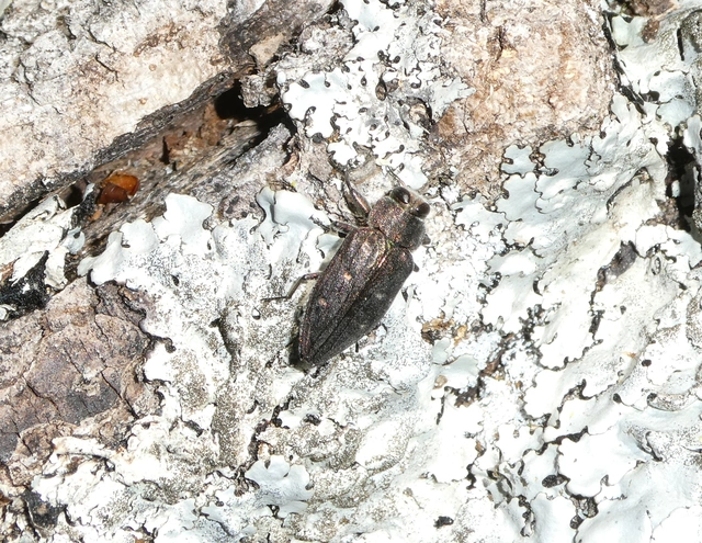 Chrysobothris affinis - aranypettyes díszbogár