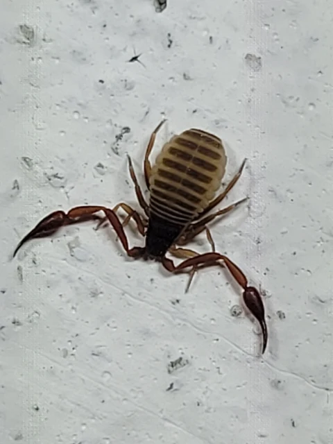 Pseudoscorpionida - Álskorpiók