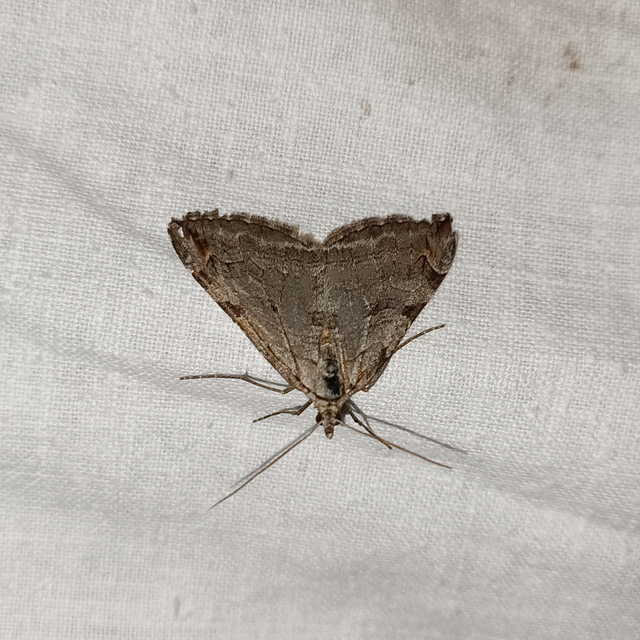 Aplocera efformata/plagiata