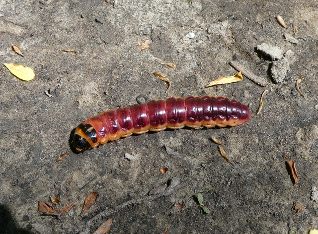 Cossus cossus - fűzfarontólepke