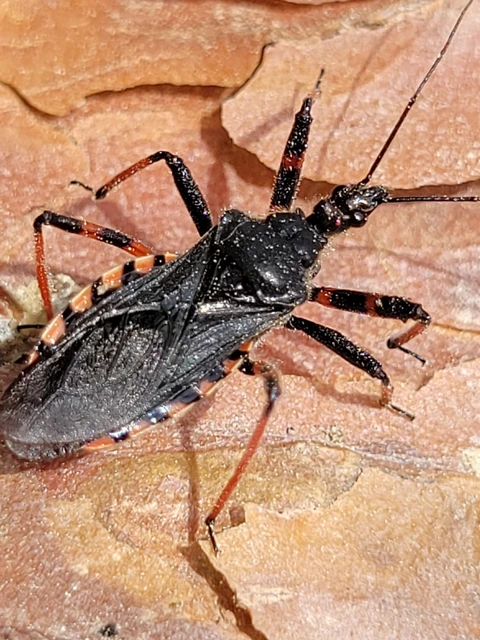 Rhynocoris annulatus - gyűrűslábú gyilkospoloska
